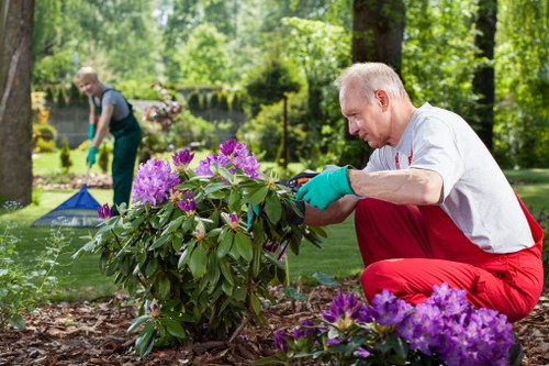 A mature man with short gray hair, wearing a white shirt, red trousers, and green gardening gloves, is crouching in a well-maintained garden while tending to a vibrant purple flowering shrub. The garden features a neatly edged flower bed with dark soil, surrounded by lush green grass and several other plants, including a strip of blooming purple flowers in the foreground. In the background, a second person, slightly blurred, dressed in darker clothing and working with gardening tools, is visible, suggesting active garden maintenance. Tall trees with thick foliage provide partial shade over the scene, and the environment appears bright and sunny with natural light filtering through the trees. The garden layout includes a combination of grassy areas, flowering shrubs, and ornamental plants, creating a peaceful outdoor setting indicative of professional gardening services in Lewisham, catering to local residential gardens.