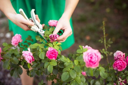 Local landscaper planning a garden design in Lewisham