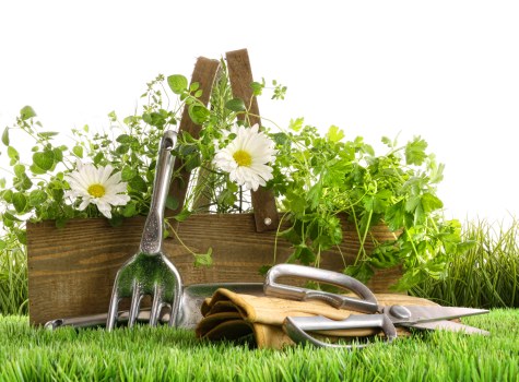 A neatly arranged garden scene featuring a wooden garden border with lush green foliage and flowering plants, including white daisies, set against a bright outdoor background. In the foreground, there is a well-maintained grassy lawn with dense, healthy blades. Resting on the grass are various gardening tools, such as a small hand rake, a trowel, and pruning shears, indicating active gardening work. The garden border separates a gravel or soil path from the planting area, providing an organized and functional layout typical of landscaped outdoor spaces. Natural sunlight highlights the vibrant green tones of the plants and the texture of the tools and wooden elements, suggesting a clear, calm day. This outdoor scene exemplifies routine garden maintenance and landscaping, aligning with services offered by Gardening Services Lewisham in south-east London, ensuring a tidy and attractive garden environment.